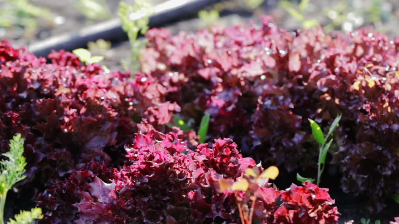 手从花园床采摘有机红生菜叶子特写。农夫手里的新鲜沙拉。农业。种植蔬菜。视频素材