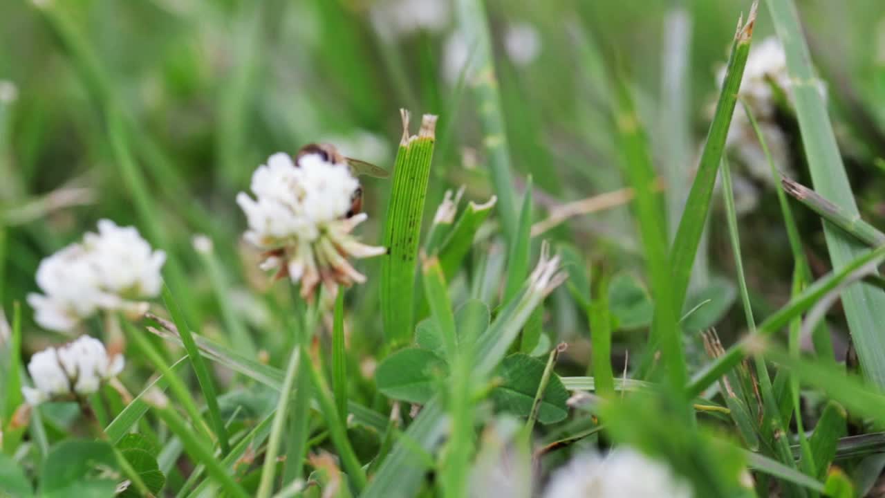 蜜蜂授粉的白色三叶草花生长在绿色的田野近距离。自然背景。景观,自然,夏天。视频素材