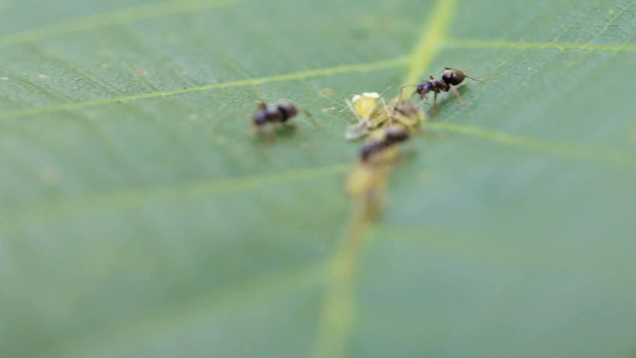 黑蚁在花园里照料树叶上的幼虫。宏野生动物。小昆虫是农业害虫。视频素材