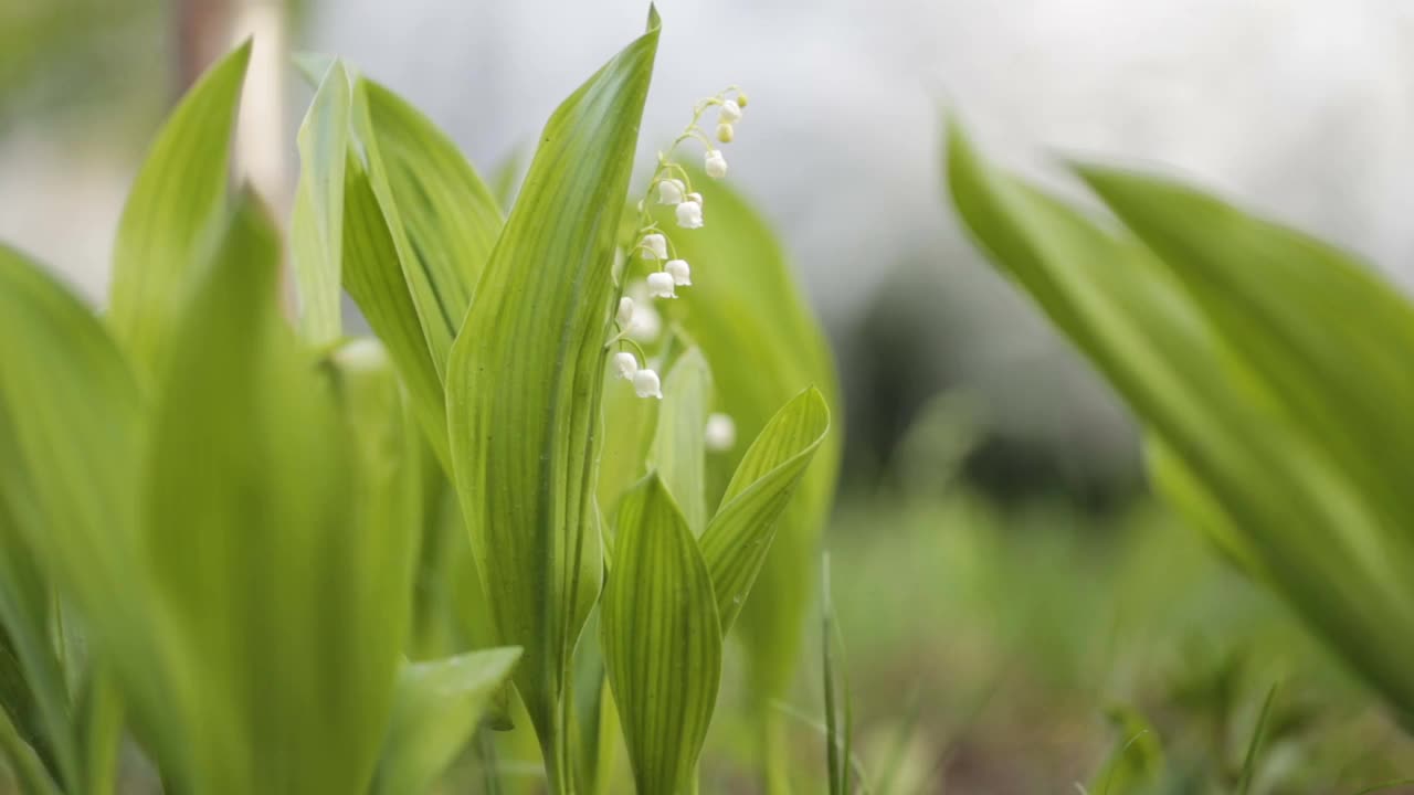 山谷中的百合花在风中摇曳。室外娇嫩的春花。视频素材