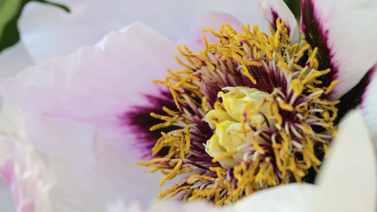 蜜蜂在花园里采集花粉。授粉的花朵。视频素材