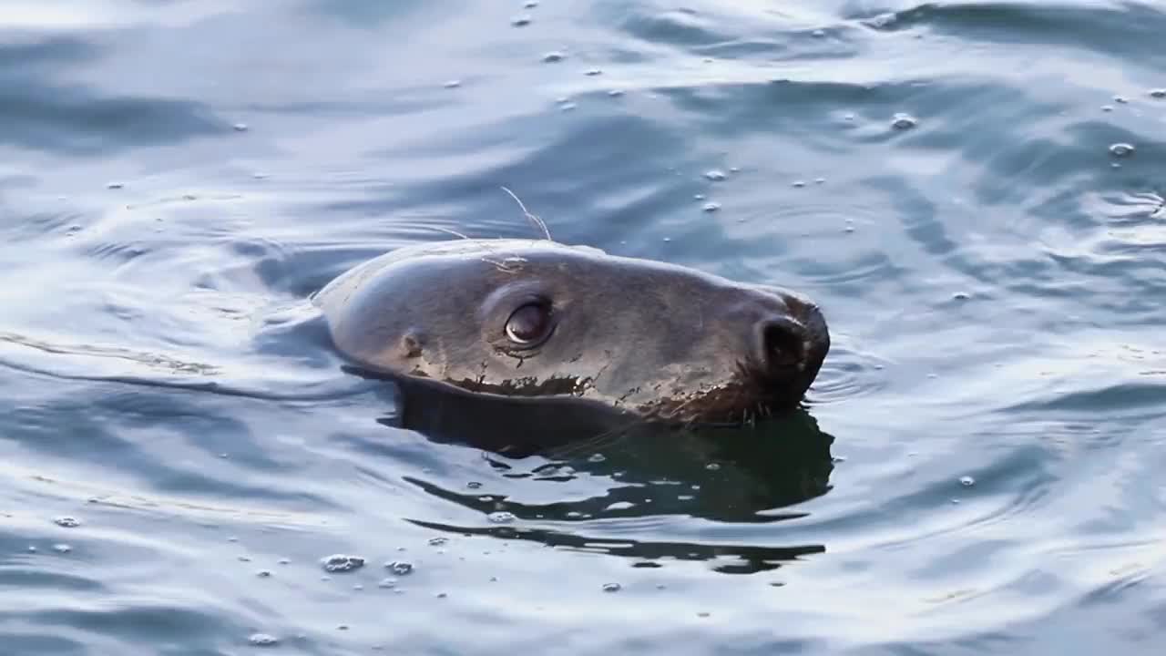 灰海豹四处张望视频素材