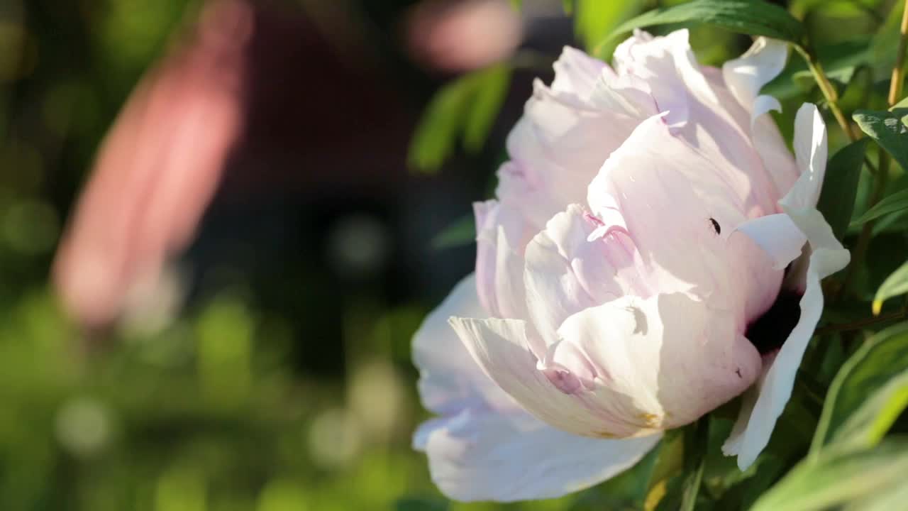 蜜蜂在花园里的牡丹花上采集花粉。授粉的花朵。视频素材