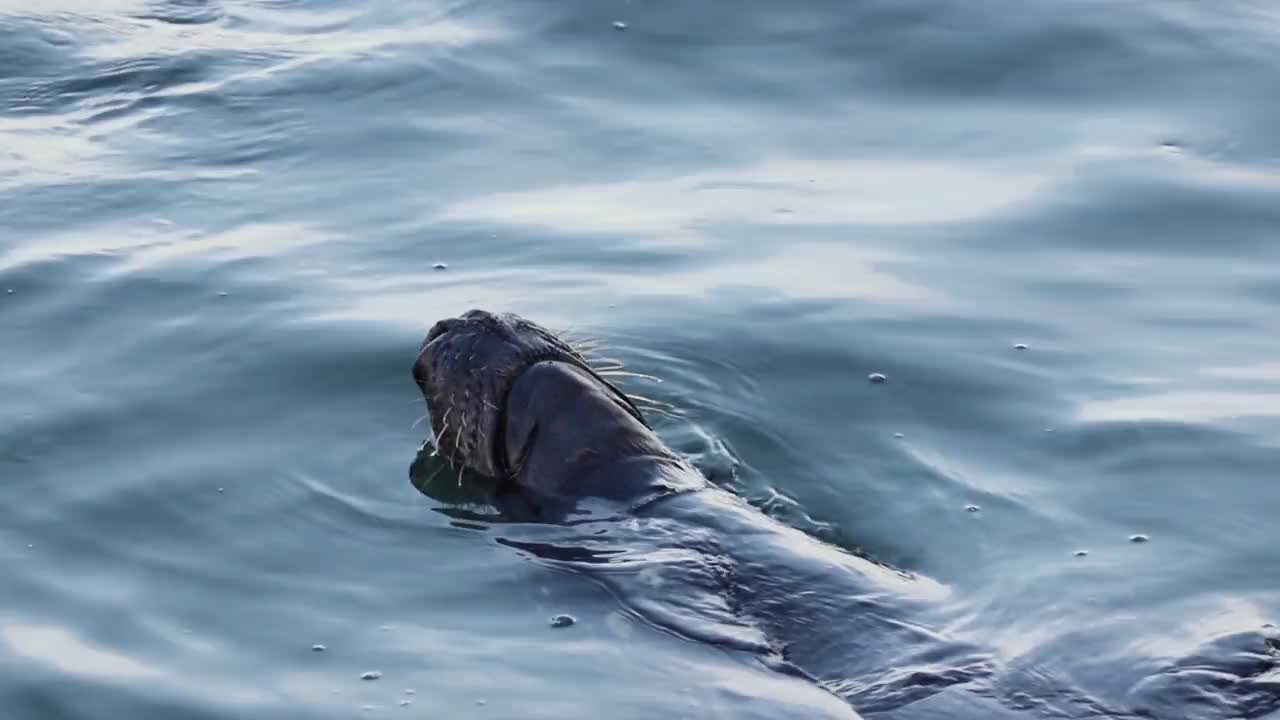 灰海豹背浮视频素材