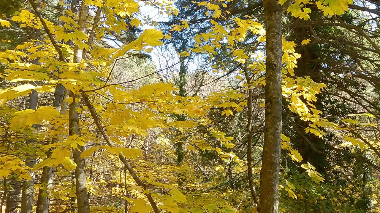 在秋天的森林里，白天有黄叶的枫树。视频素材