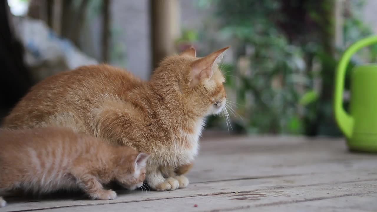 一只美丽的黄色猫咪在后院照顾她的小猫，模糊的花园背景。黄猫股票片段。视频下载