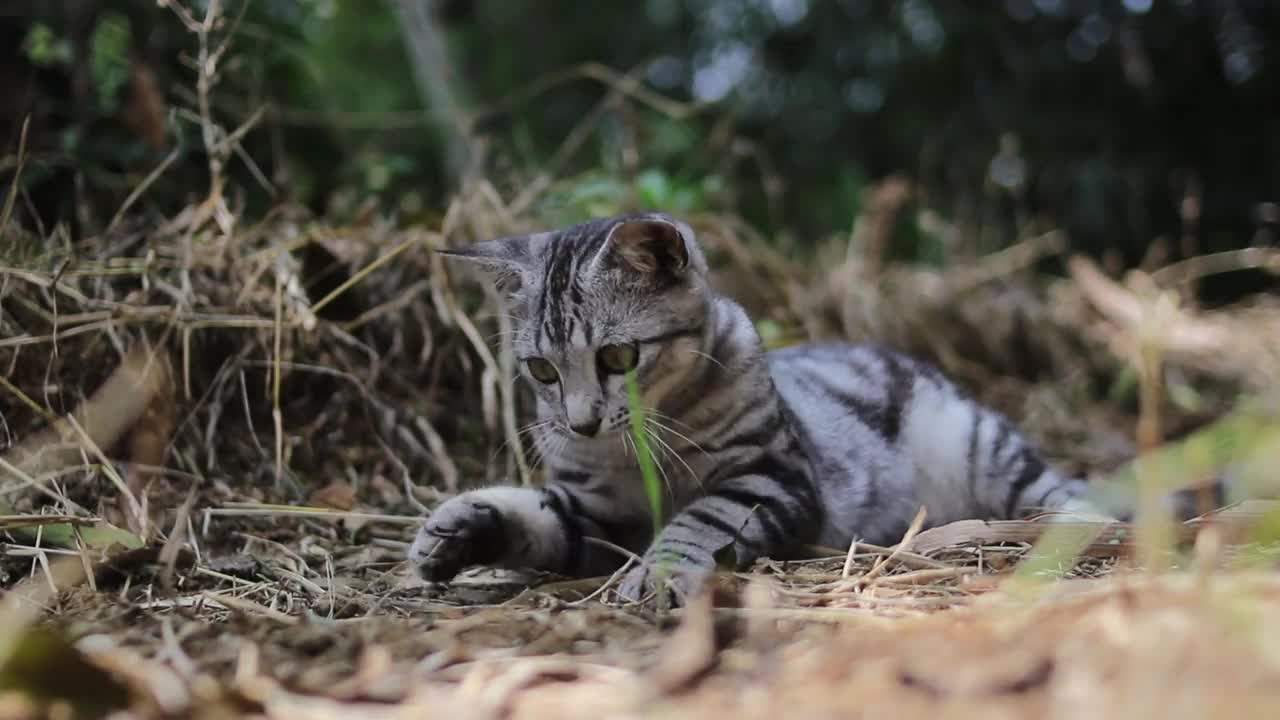 近距离拍摄的照片中，一只斑纹野猫躺在地面上，以模糊的树木为背景，在森林中精力充沛地向左右张望。可爱的猫和小猫stock footage视频素材