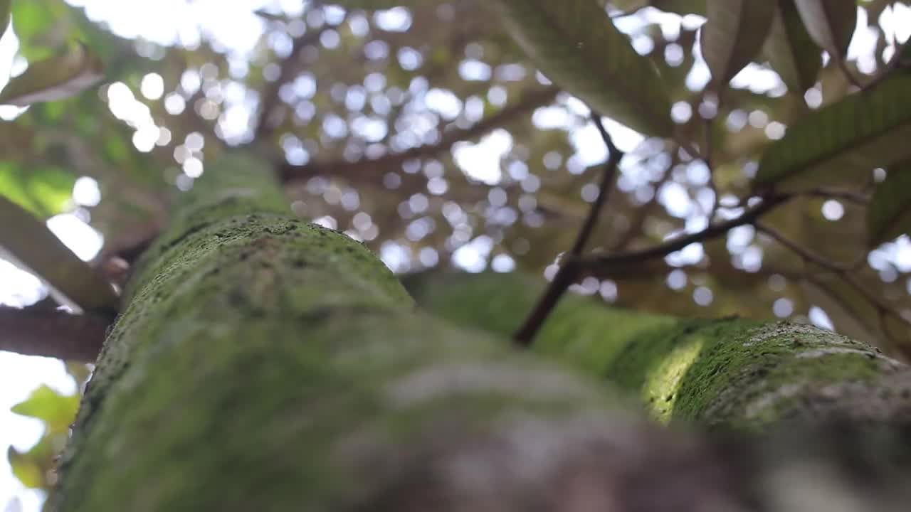 花园中长满青苔的大榴莲树干视频下载