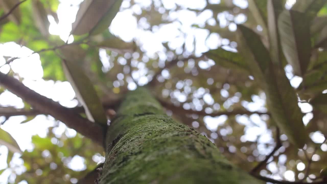 花园中长满青苔的大榴莲树干视频下载