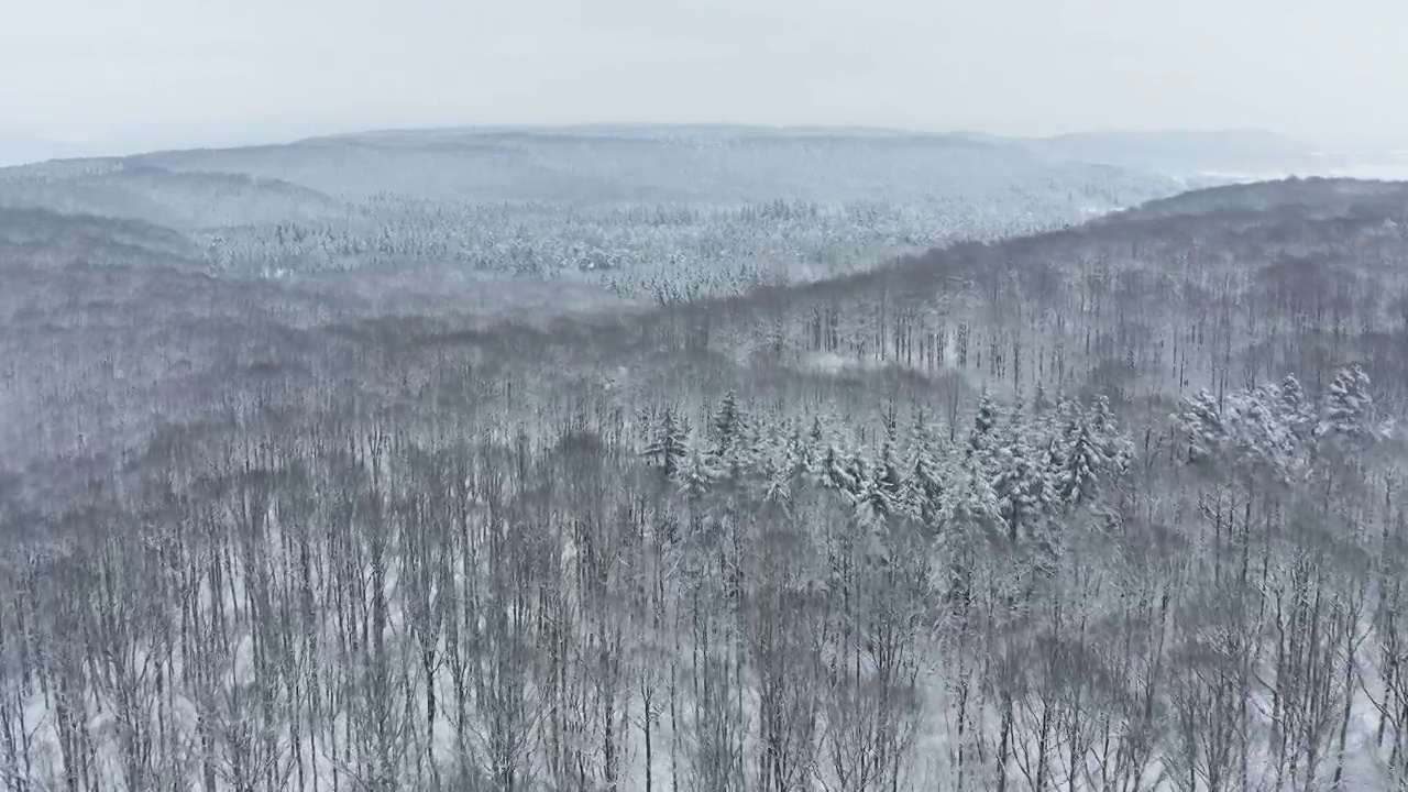 飞过被雪覆盖的树林，全架。德国巴伐利亚州，弗朗哥尼亚，斯泰格瓦尔德。视频素材