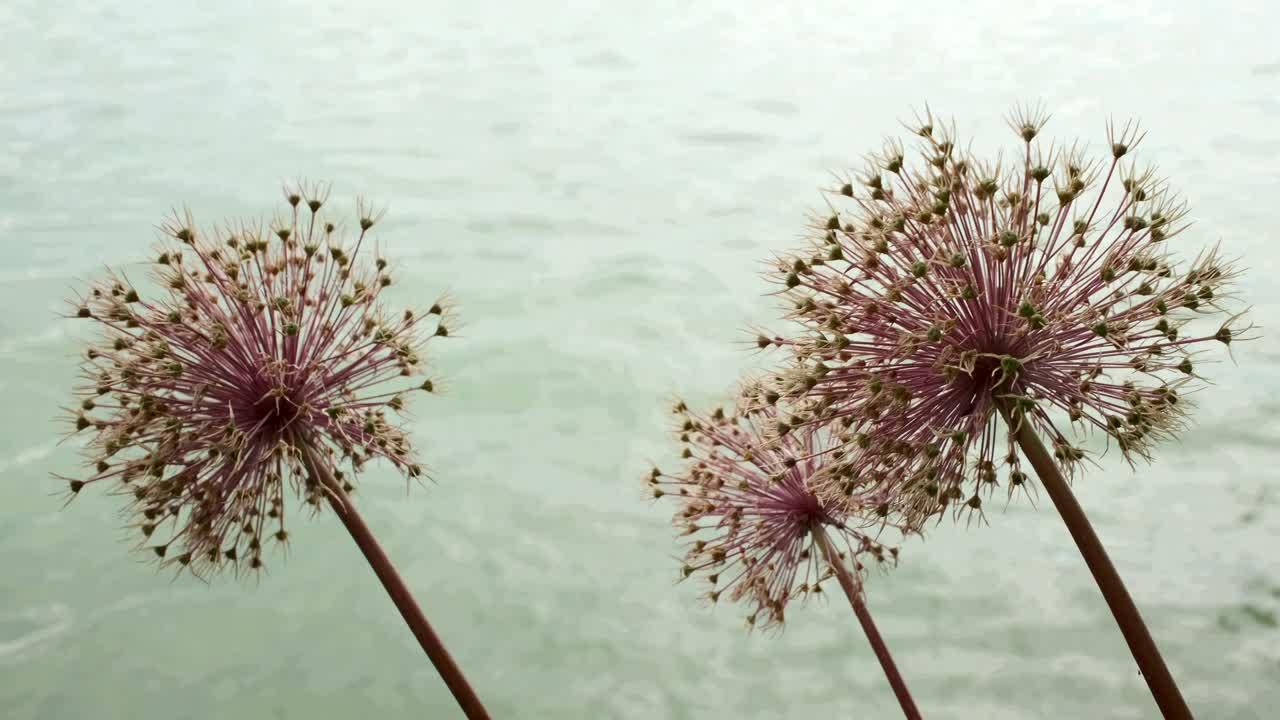 在海岸上移动植物视频素材