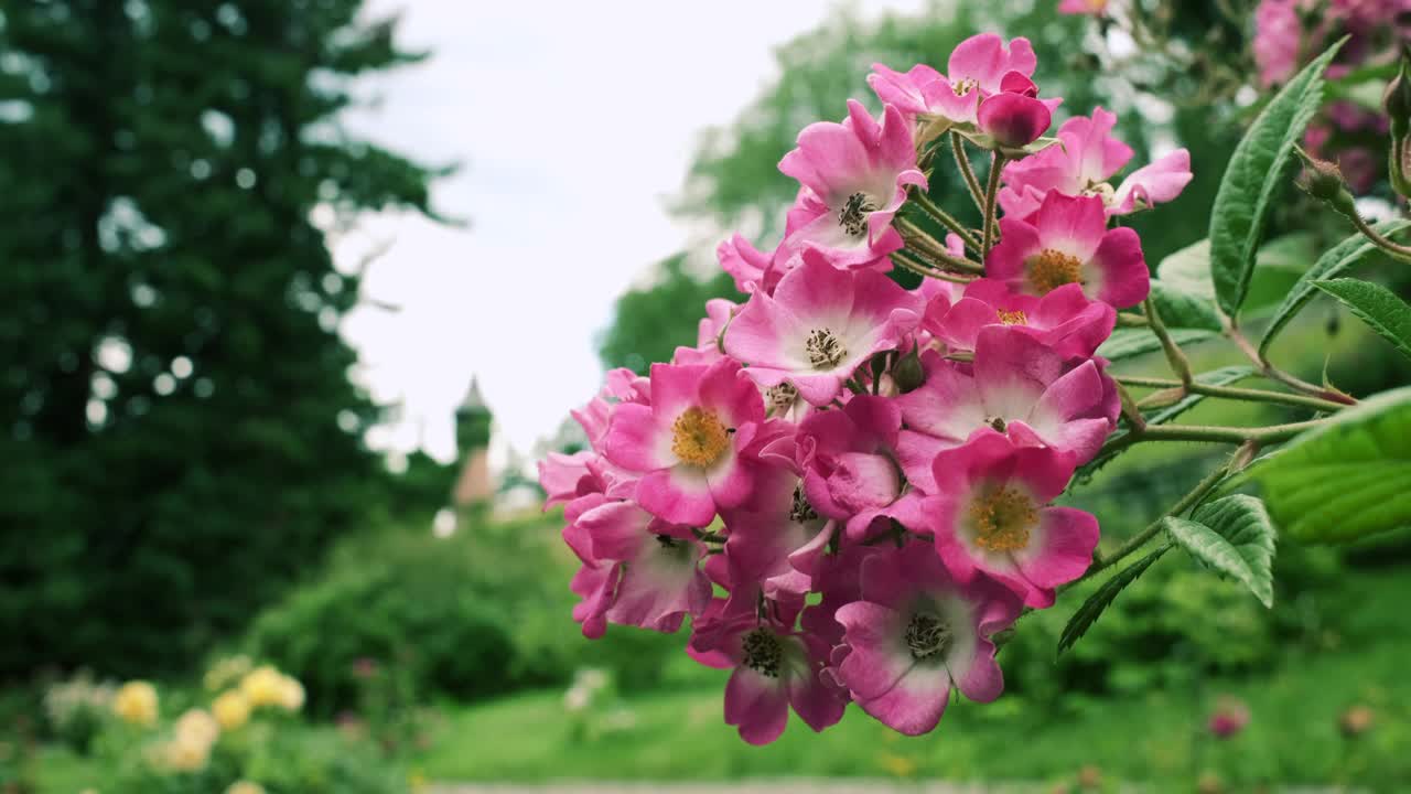 盛开的粉红花丛视频素材