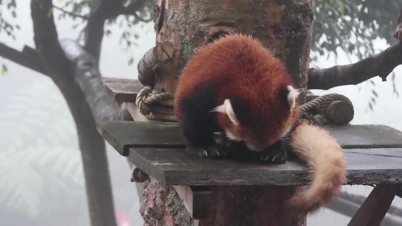 野生动物园里小熊猫舔着自己的身体视频素材