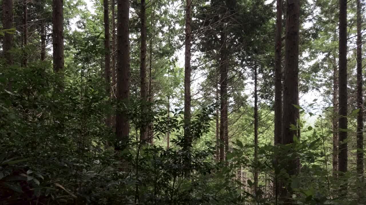 岛根县岩见银山银矿Sennoyama (Mt Senno)的神秘森林视频素材