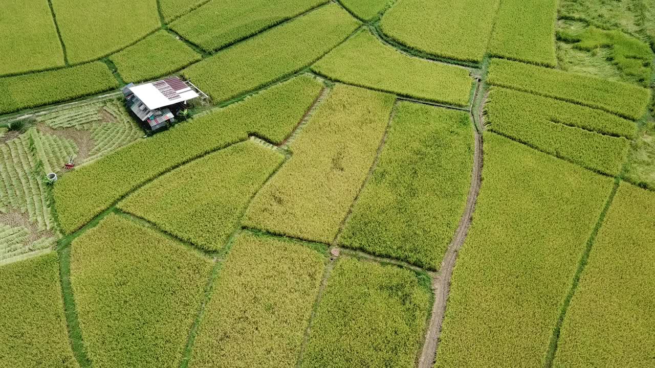 航拍画面的稻田在泰国南省普阿区。视频素材