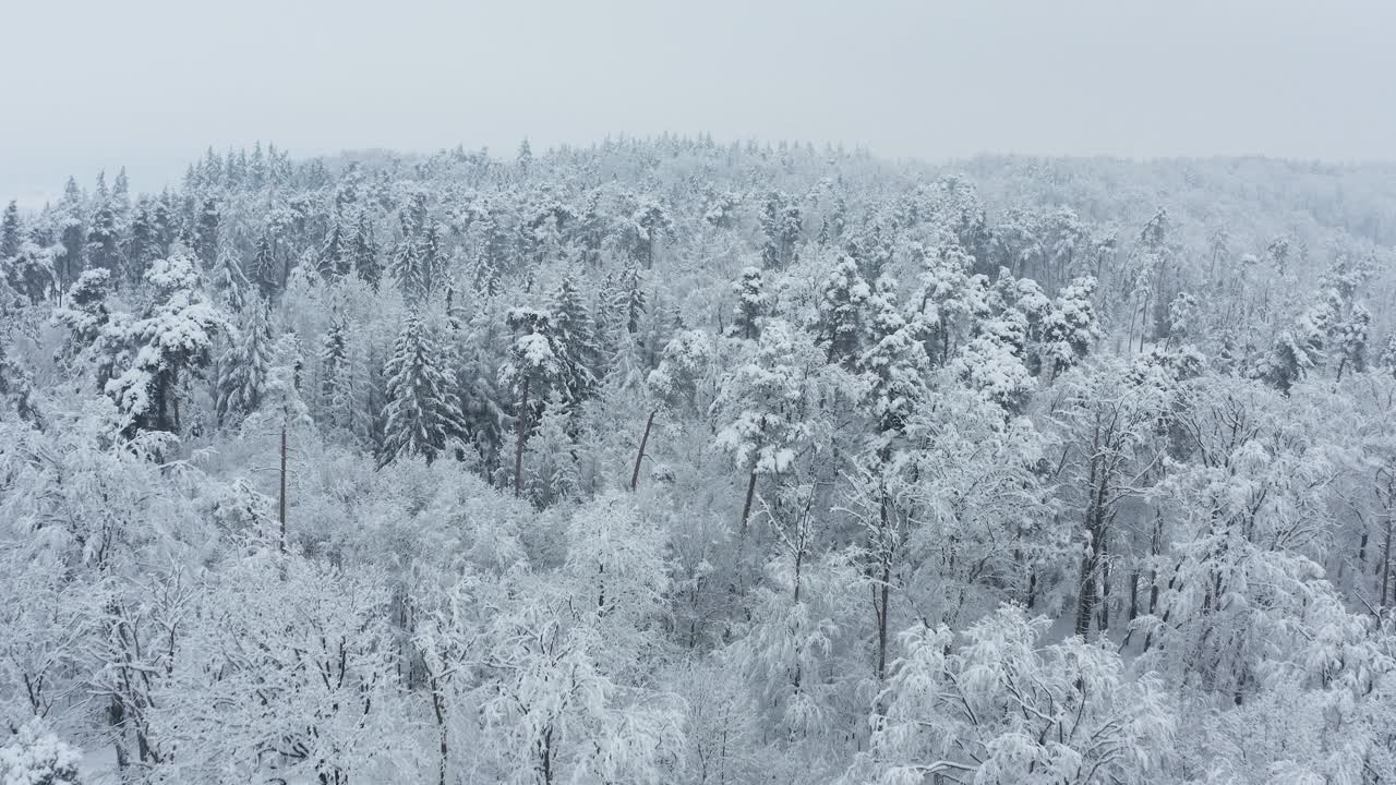 飞越森林里被雪覆盖的树木。Frankenhöhe，巴伐利亚，德国。视频素材