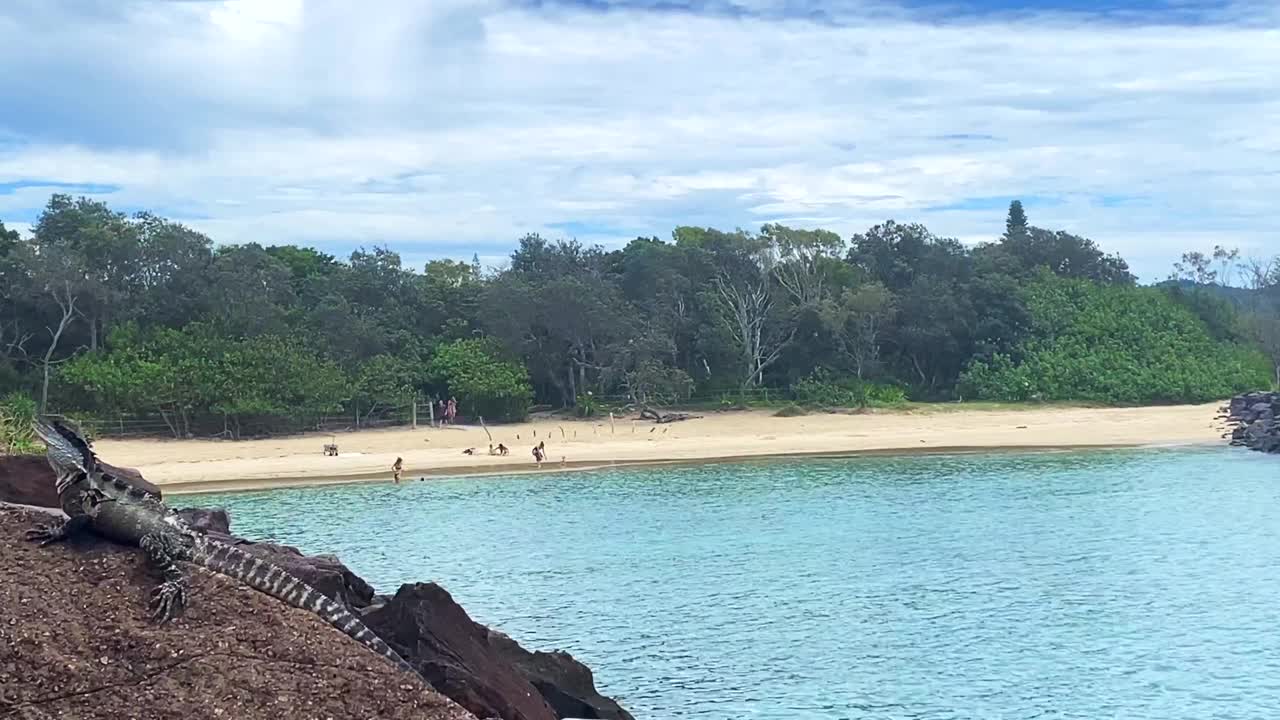 水龙和海鸥在海滩岩石上视频素材