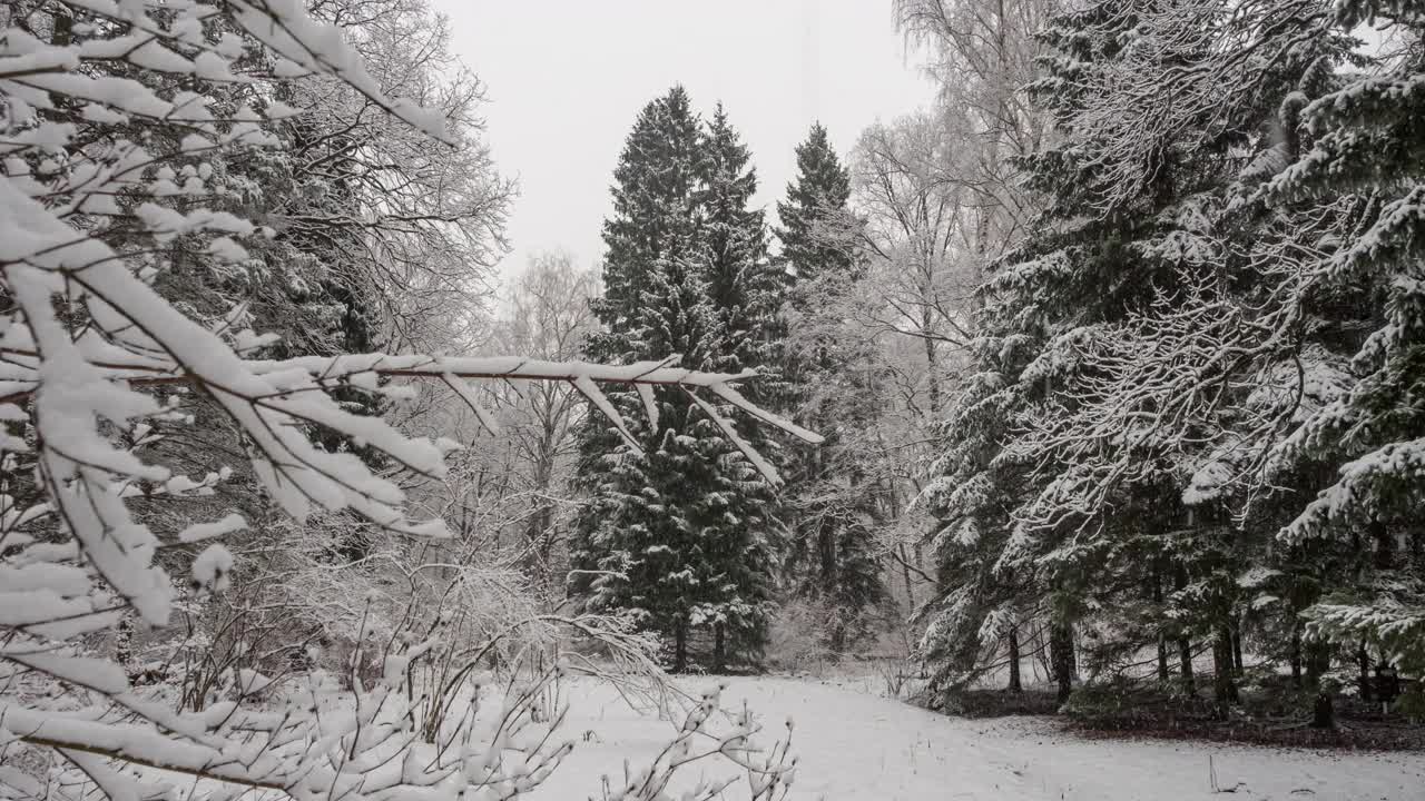 雪花落在树枝上视频素材