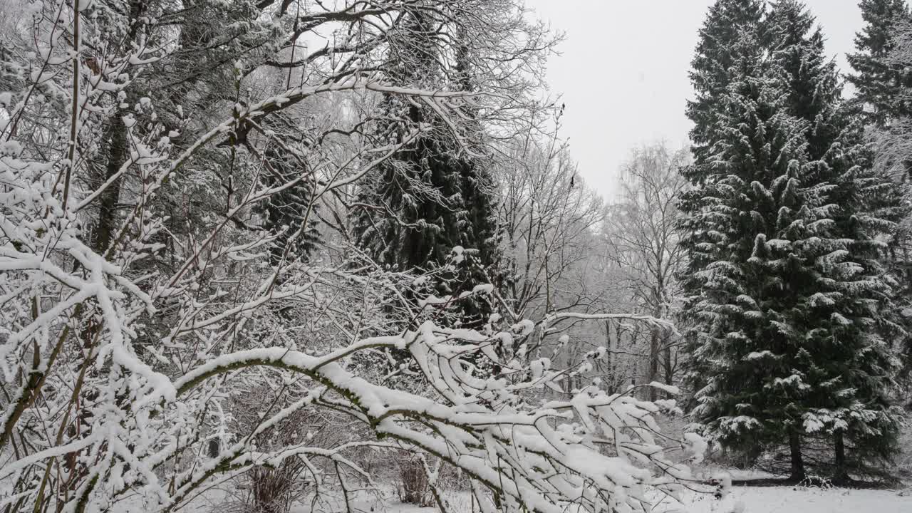 森林被雪覆盖视频素材