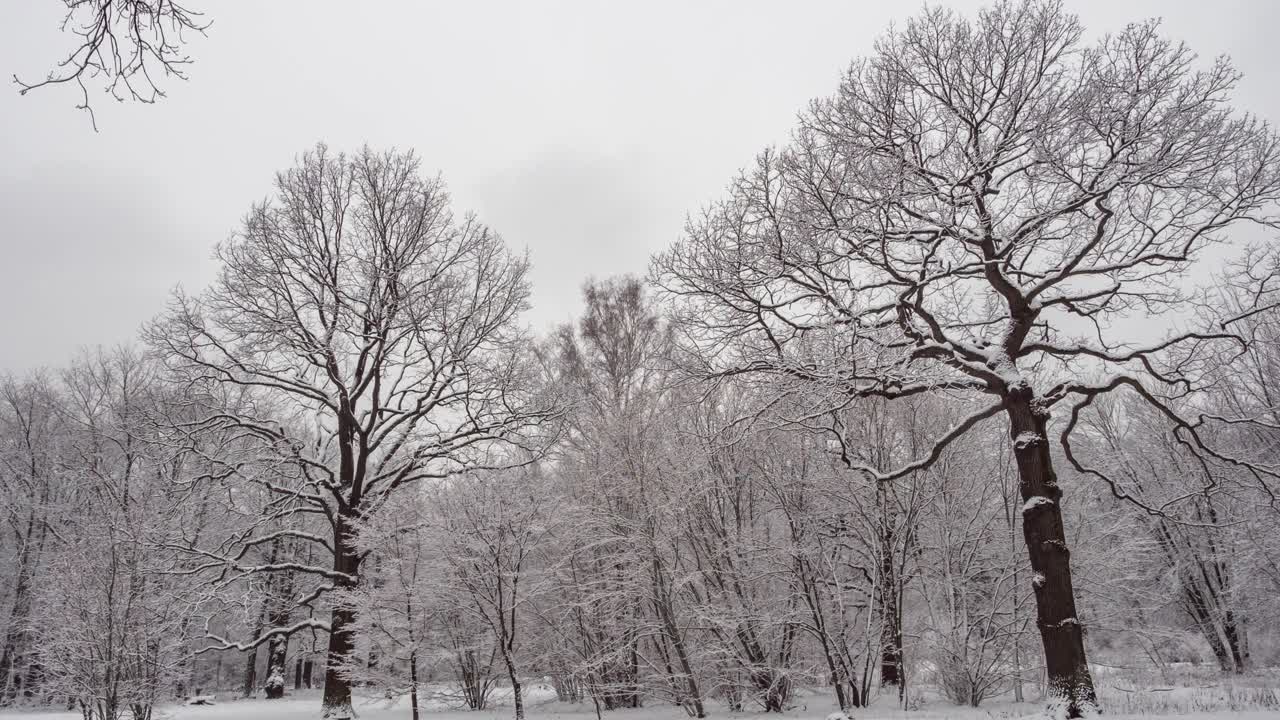 一幅白雪覆盖的森林和树木的景象视频素材