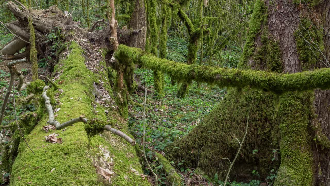 平移右视图的神秘森林覆盖苔藓视频素材