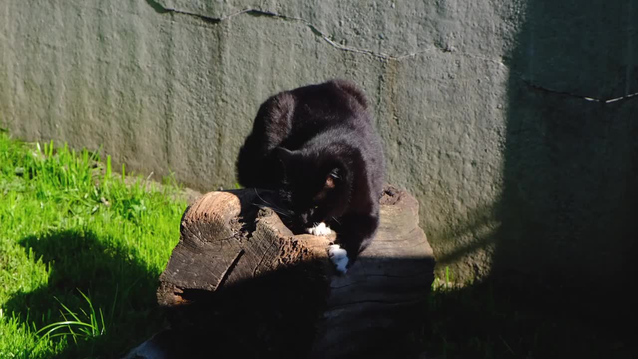 在大自然中，黑猫在树桩上磨爪子视频素材