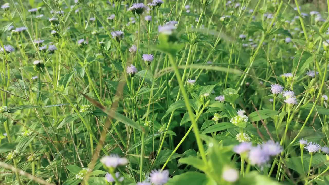 开着紫色小花的草地视频素材