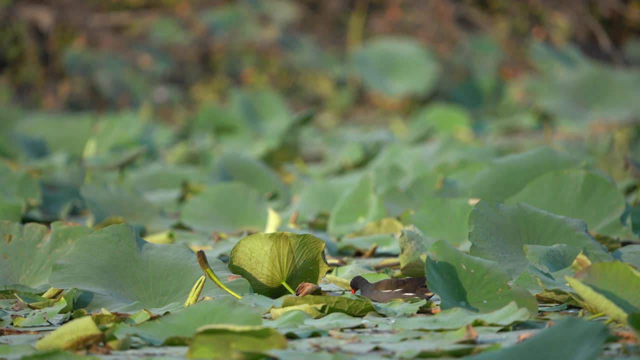 在印度古吉拉特邦托尔野生动物保护区湿地上，常见的木鸡正在觅食莲花植物视频下载