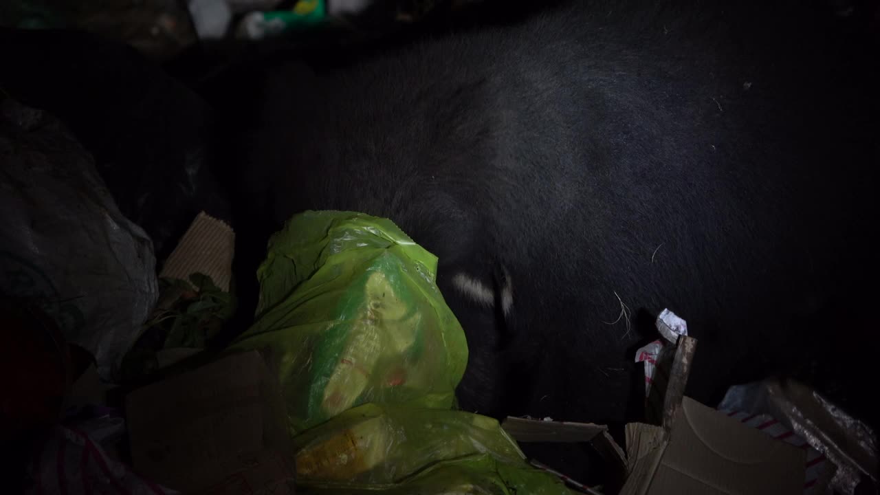 树懒熊在垃圾场取食或捡拾垃圾或垃圾。栖息地的丧失，气候变化使它们依赖人类的剩余物，从而丧失了它们寻找食物的自然能力视频下载