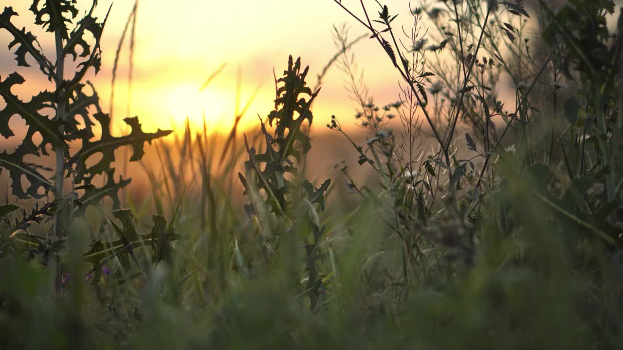 清洁生态，野花和草在日落特写视频下载