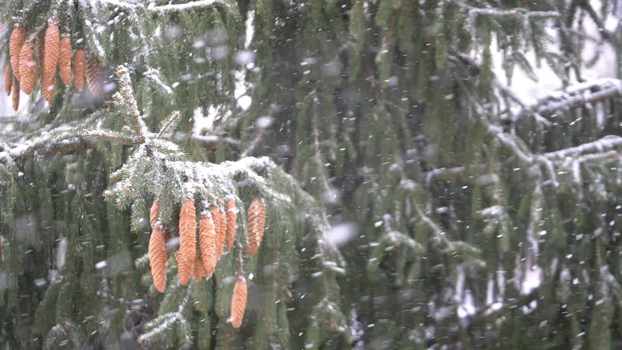 冬天下雪，180帧/秒视频素材