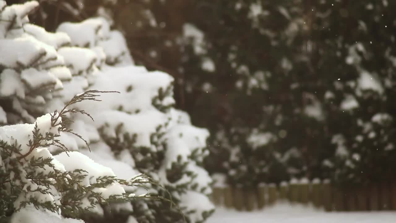 雪花落在树枝上视频下载