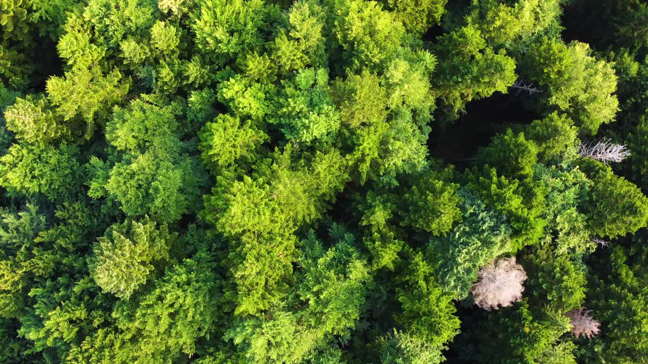 美丽的森林空中镜头。阳光神奇的强大的树木在早晨的时间，壮丽的日出在针叶松森林，光线使他们的方式通过树枝视频素材