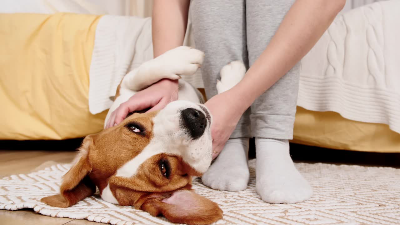 小猎犬的女主人躺在背上，抚摸着她的宠物。享受温馨的家庭氛围。男人最好的朋友视频素材