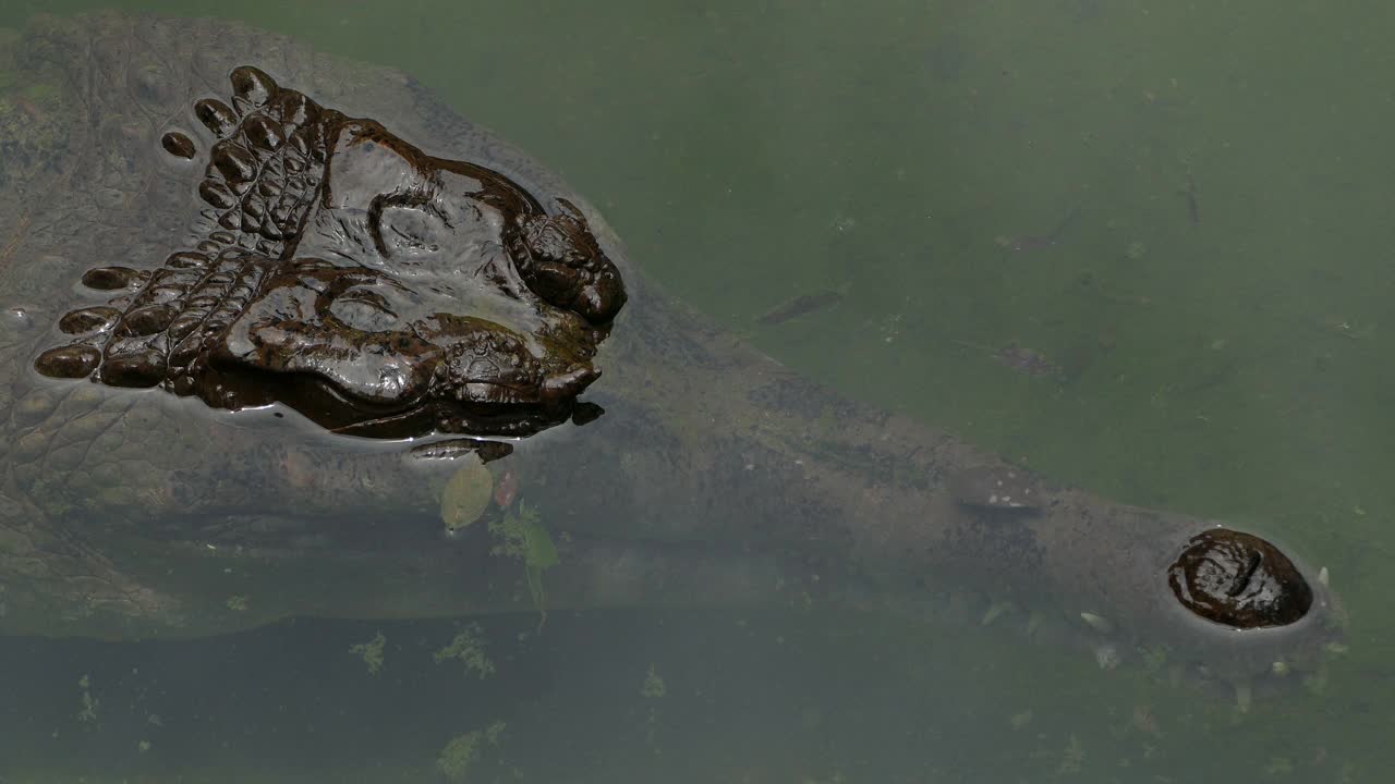 濒临灭绝的鳄鱼在湖中游泳视频素材