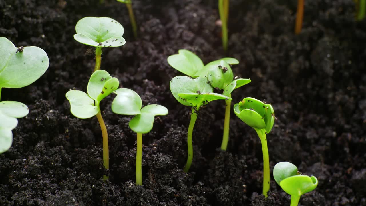 植物在春季间隔期生长，幼苗从种子中萌发，温室农业中的新生芥蓝沙拉视频素材