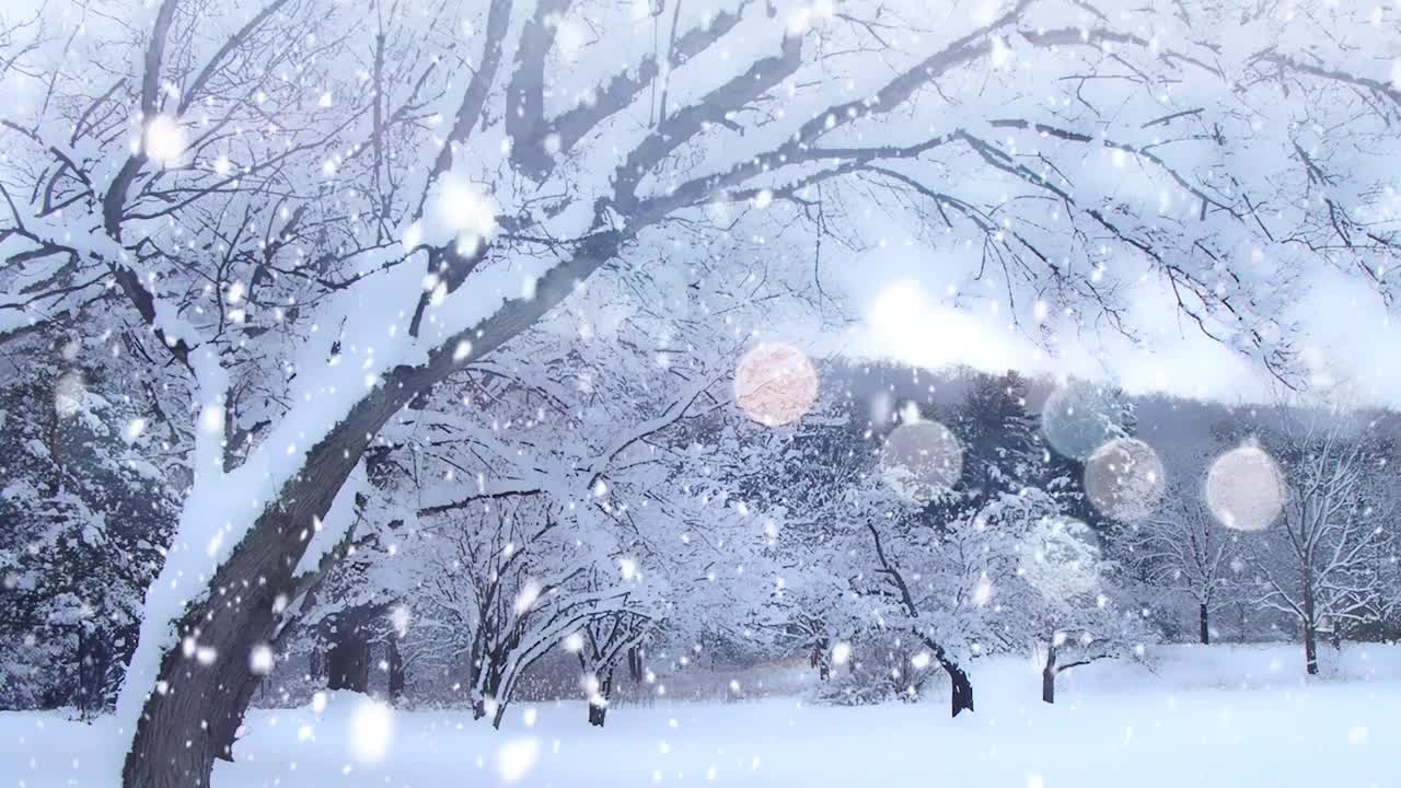 树木有雪视频素材