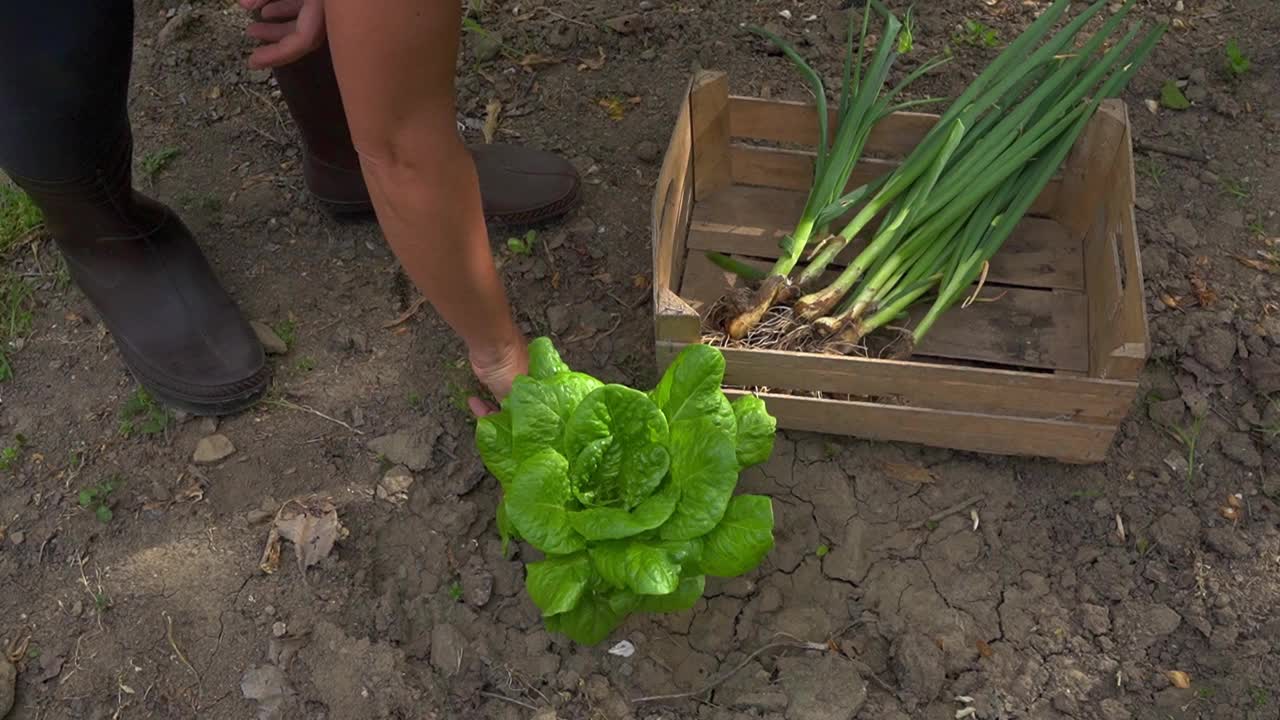 沙拉收获视频素材