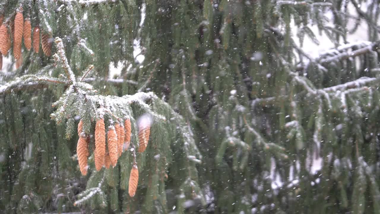 冬天下雪，180帧/秒视频素材