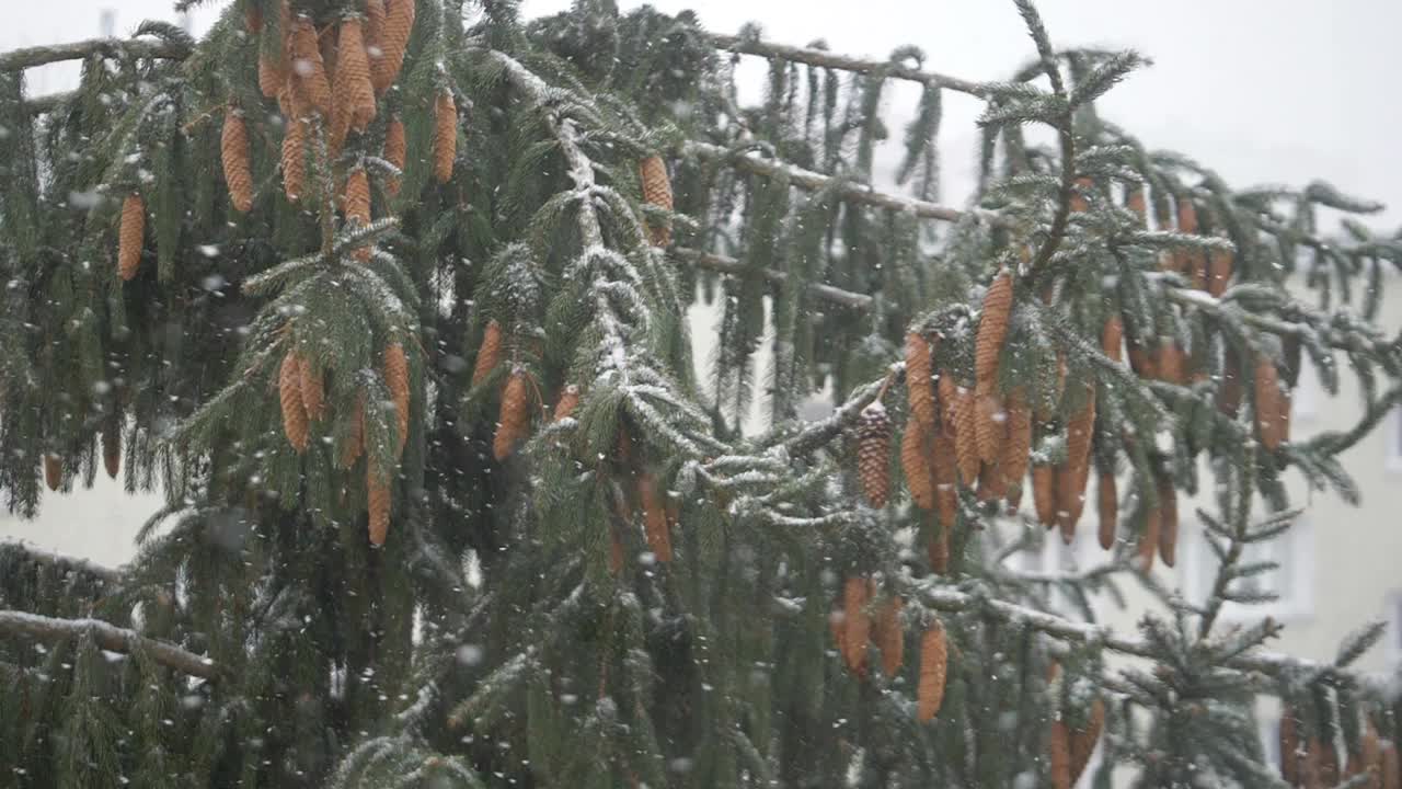 冬天下雪，180帧/秒视频素材