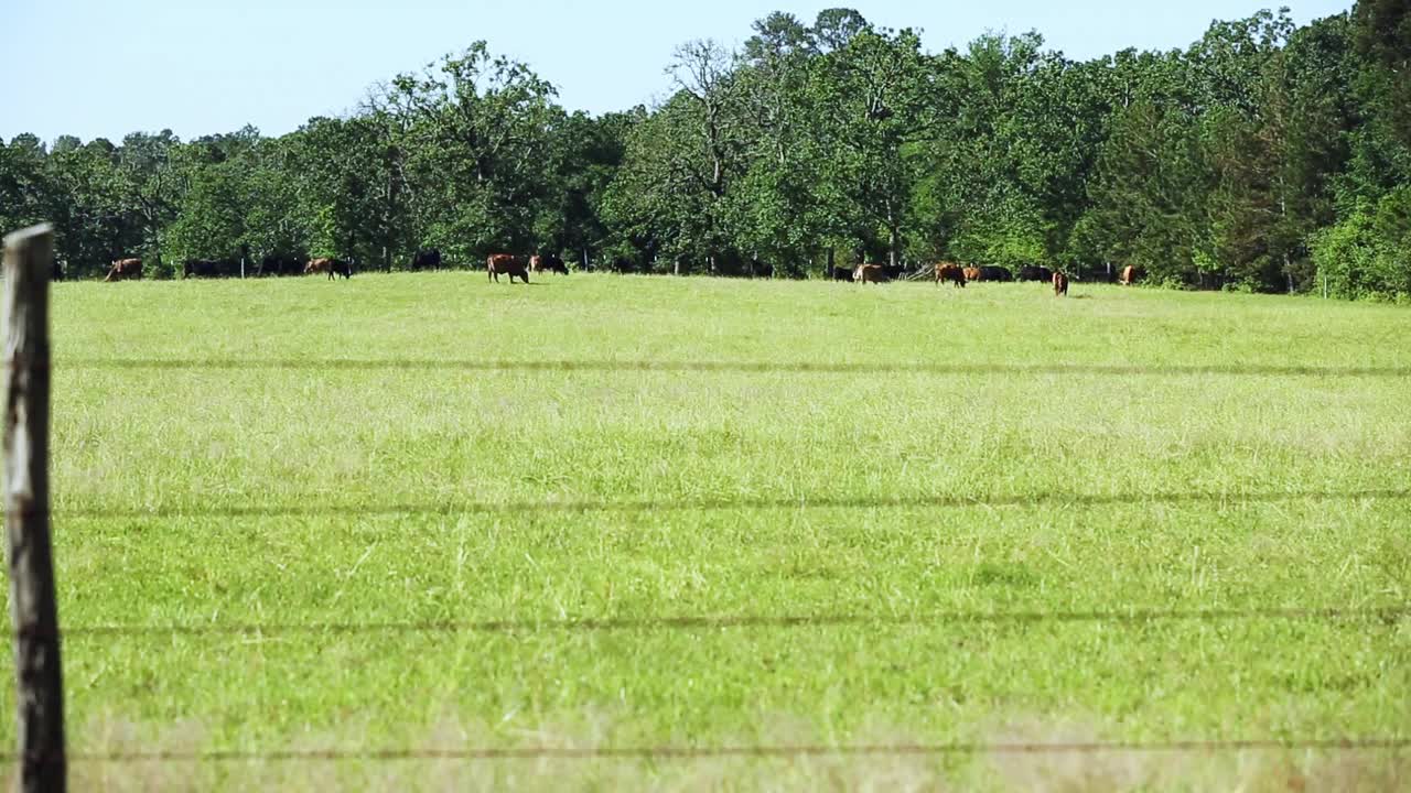 自由放养的肉牛，包括公牛、母牛和小牛，视频素材