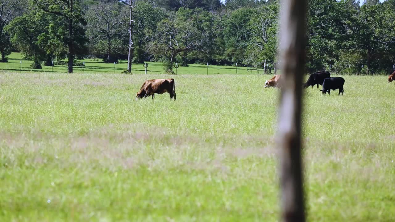 自由放养的肉牛，包括公牛、母牛和小牛，视频素材