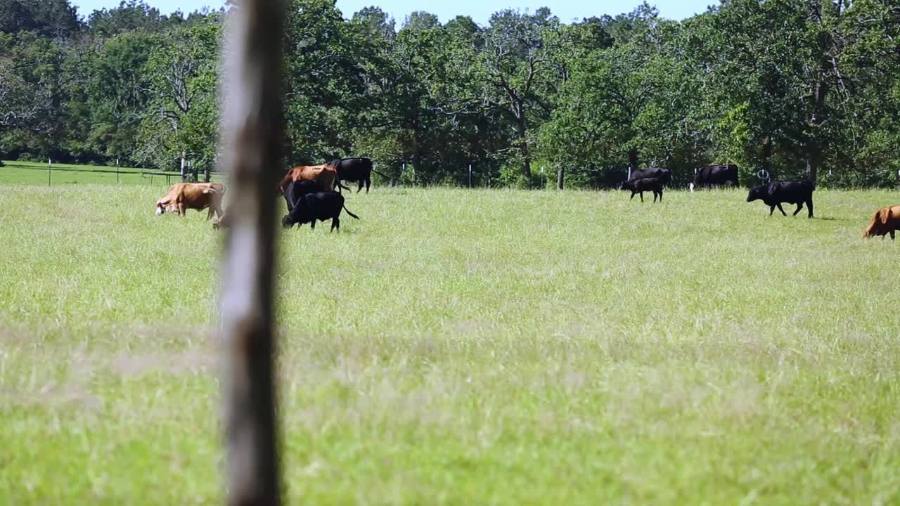 自由放养的肉牛，包括公牛、母牛和小牛，视频素材