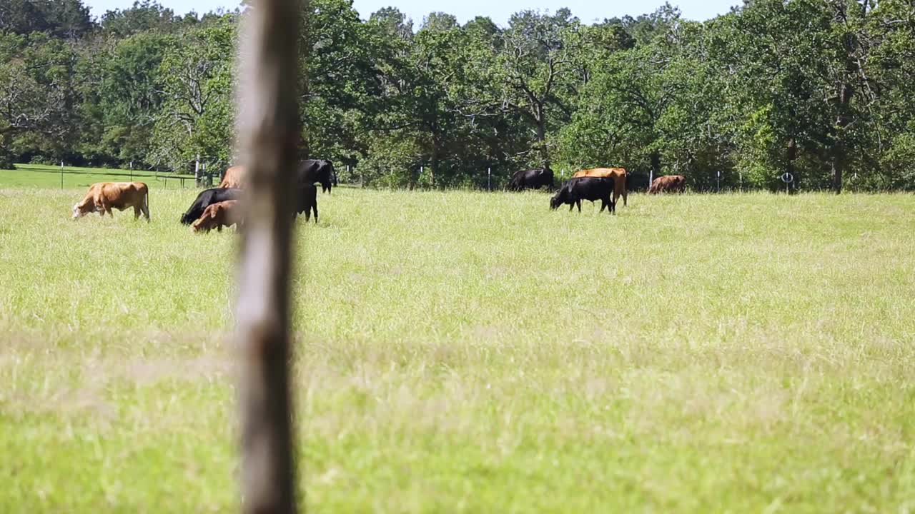 自由放养的肉牛，包括公牛、母牛和小牛，视频素材