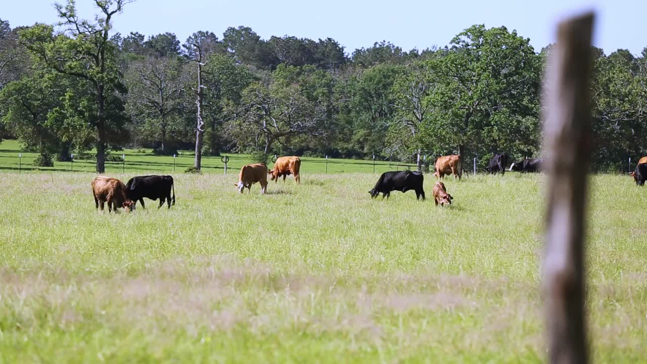 自由放养的肉牛，包括公牛、母牛和小牛，视频素材