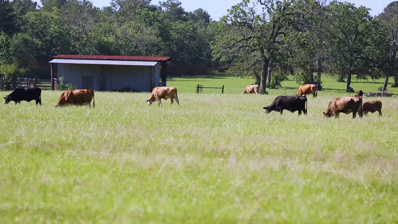 自由放养的肉牛，包括公牛、母牛和小牛，视频素材