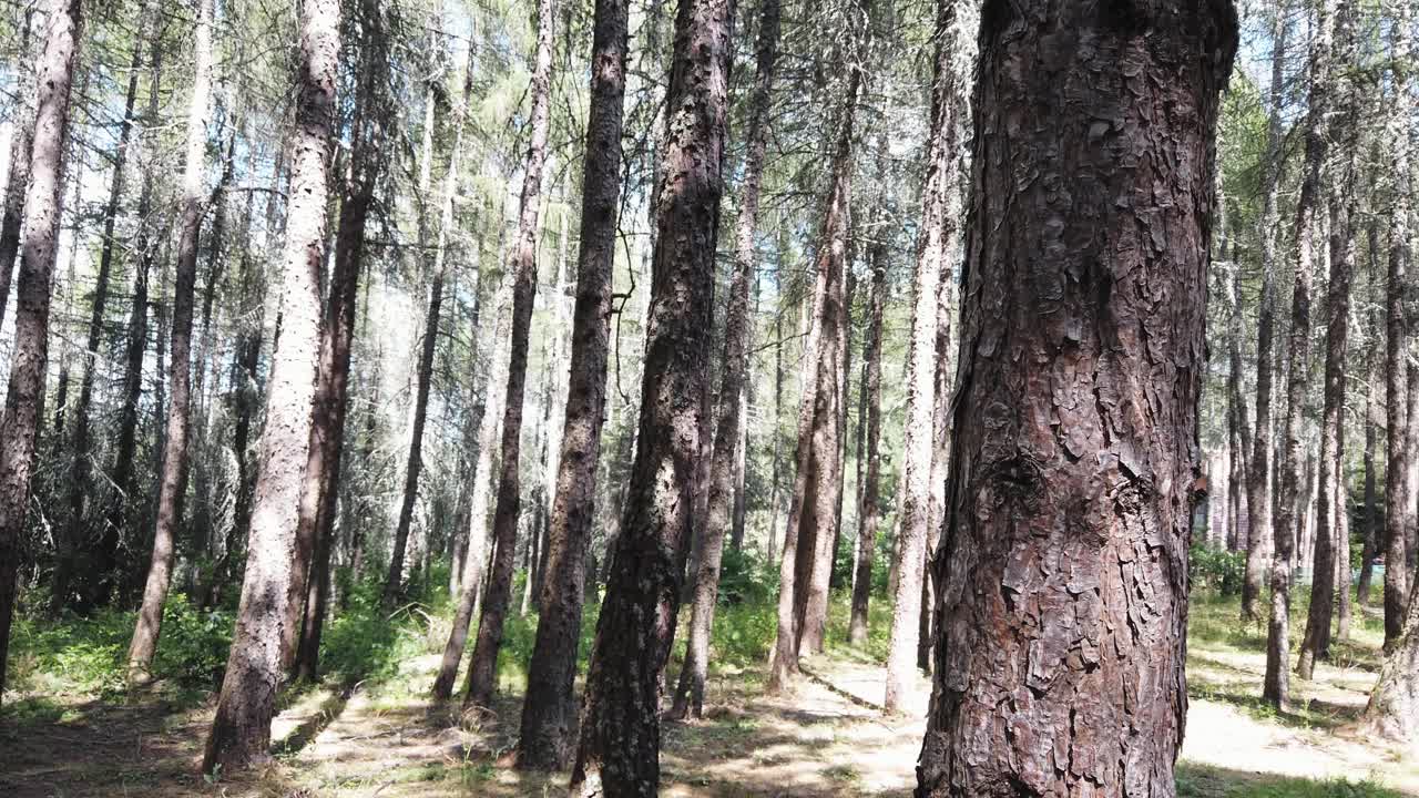 在阳光明媚的日子穿过茂密的森林视频素材