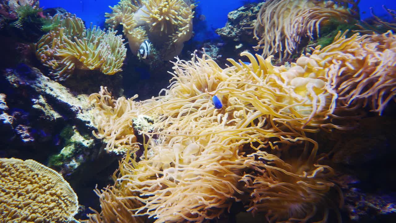 澳大利亚海岸外的海洋动物群落。大堡礁。破坏生物多样性。小丑鱼和海葵的共生视频素材