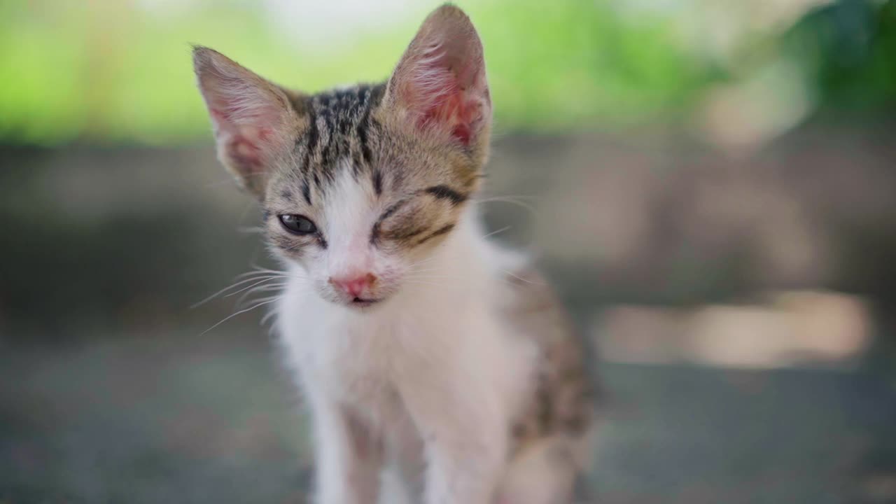 眼睛有病的小猫户外脏的无家可归的小猫在外面生病纯粹的动物视频素材