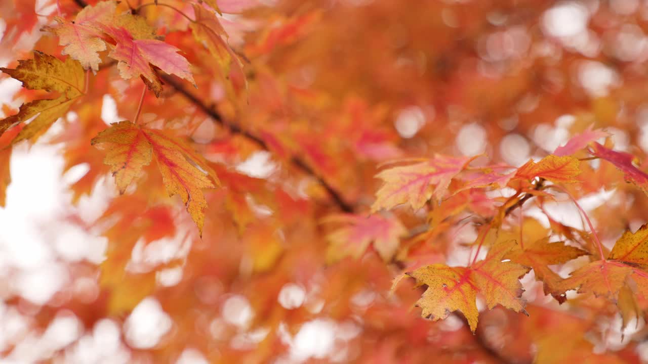 这是一个特写镜头，红色、黄色和橙色的糖枫树叶子在风中轻轻摆动，其他叶子和树枝在散景背景中没有被聚焦。视频素材